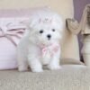 Teddy