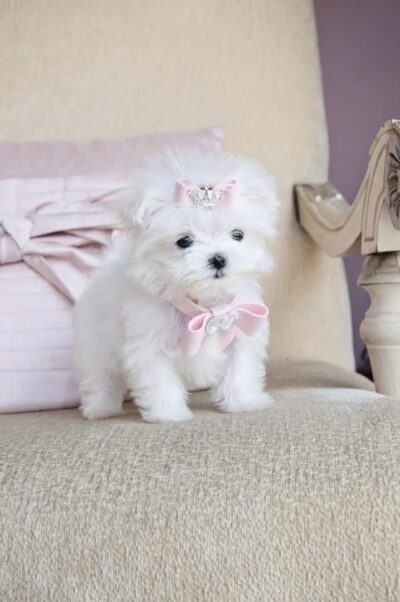 Lily