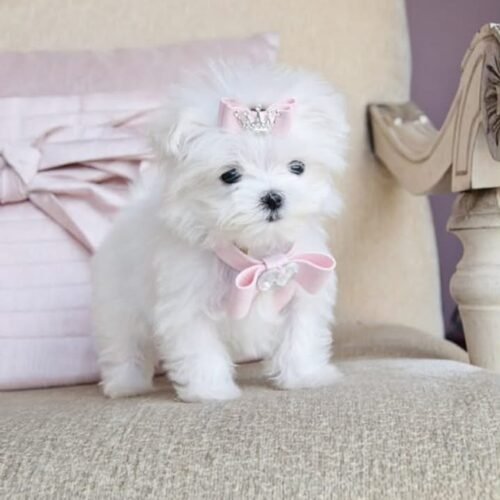 Lily