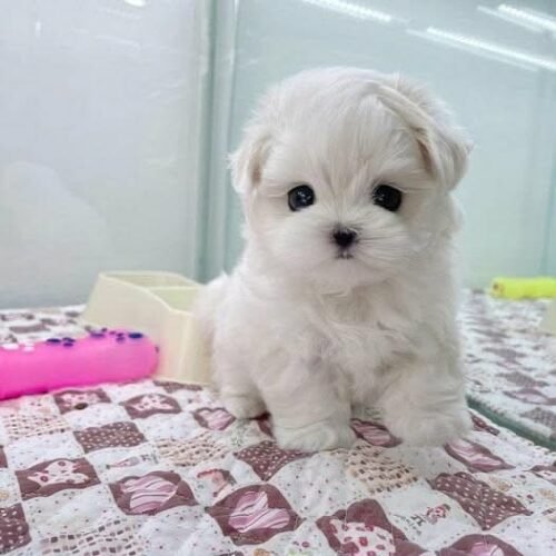 Daisy