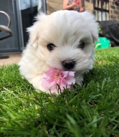 Bella