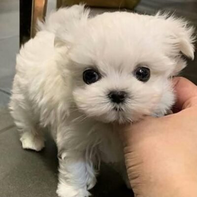 Milo