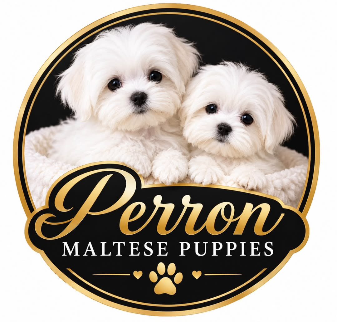 perronmaltesepuppies.de