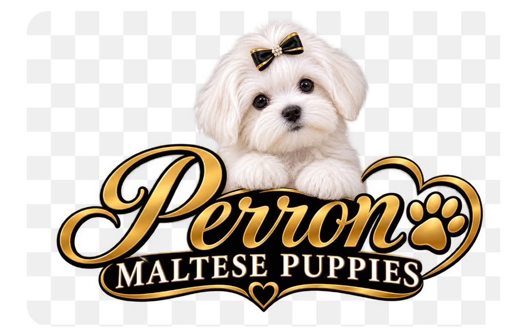 perronmaltesepuppies.de