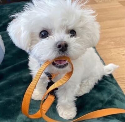 Sophie