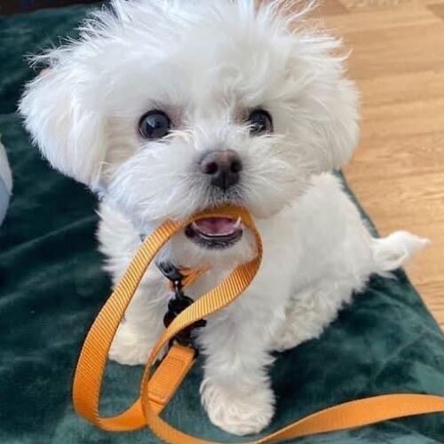 Sophie