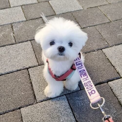 Coco